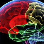 Investigadores del Medical Research Council de Reino Unido (MRC, en sus siglas en inglés) han descubierto que el cerebro tiene un punto débil para la enfermedad de Alzheimer y la esquizofrenia