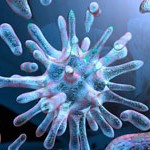 Bacteria