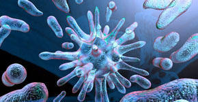 Bacteria