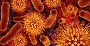 bacteria
