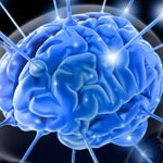 the brain