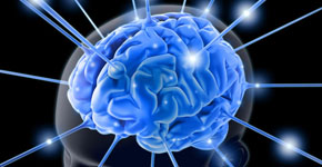 the brain