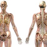 female skeleton with transparent muscles