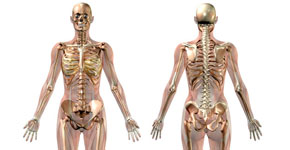 female skeleton with transparent muscles