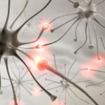 Neurons