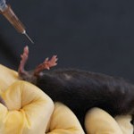 laboratory mouse given intraperitoneal injection