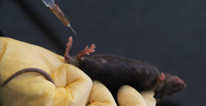 laboratory mouse given intraperitoneal injection