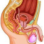 SALUD SEXUAL