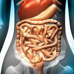 intestino, virus en el intestino