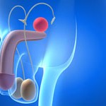 penis illustration