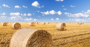 campo_cultivo