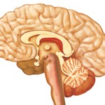 cerebro