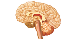 cerebro