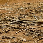efectos del cambio climático en la salud. sequía, desierto, calor