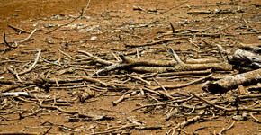 efectos del cambio climático en la salud. sequía, desierto, calor