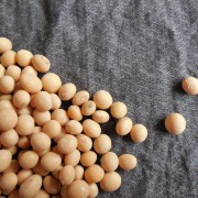Soja genisteína tratamiento Alzheimer