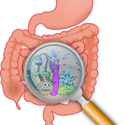 intestino