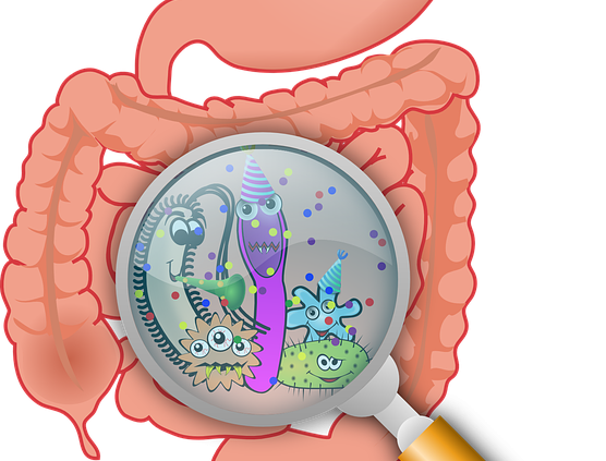 intestino