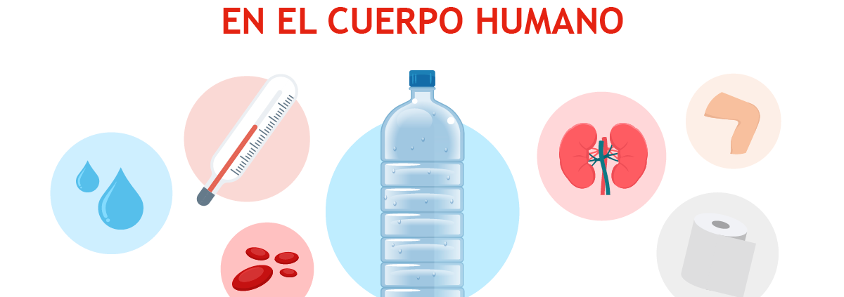 Funciones del agua en el cuerpo humano