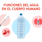 Funciones del agua en el cuerpo humano