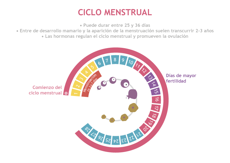 Etapas ciclo menstrual